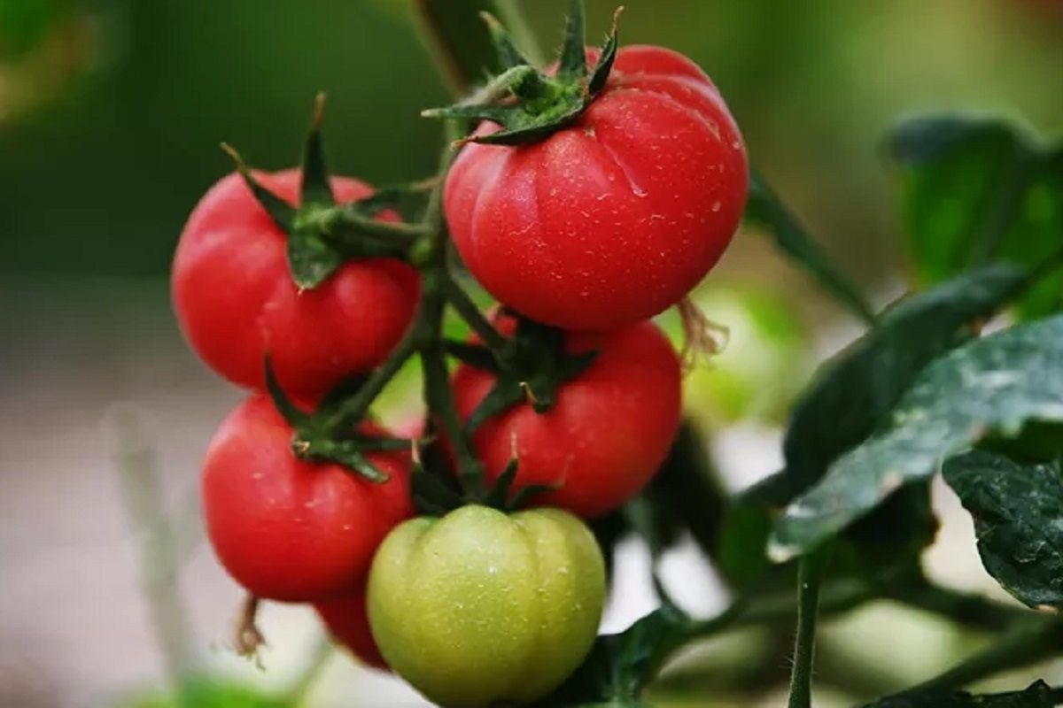 ������� ��������: ��� ��������� ������� ������, ����� ��������� �� ��������