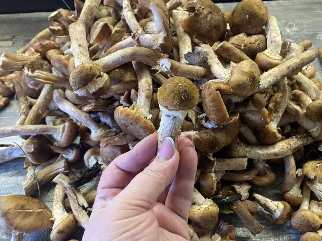 �����, ��������� ������� ���������: ��������� ������� ���������