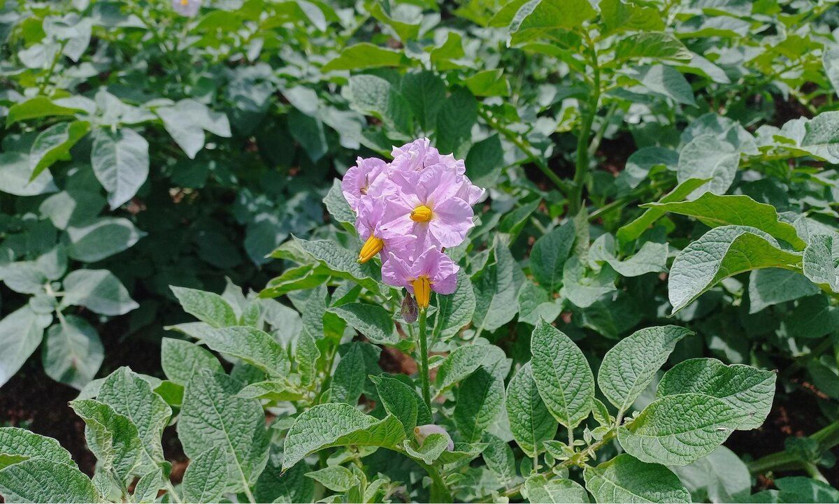 ���������� ������ ��������� ���� �������� ������������ �������