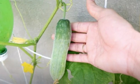 ��� ��������� ������ �� �����������: ������� ��������� ��������� ����