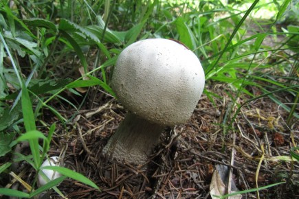 Шампиньоны: микология или гастрономия — разгадываем загадки грибного мира