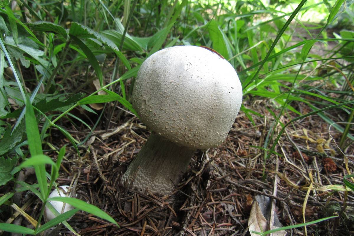 Шампиньоны: микология или гастрономия — разгадываем загадки грибного мира