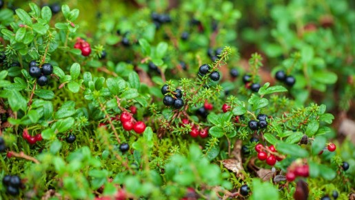 Ягоды Карелии: сокровища северного края