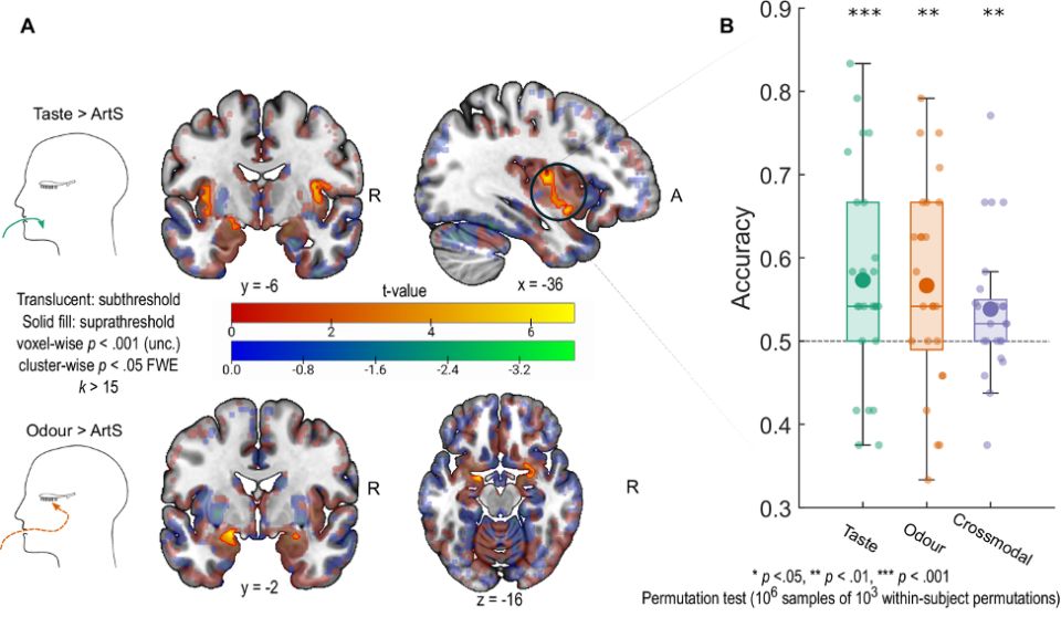 Как нейроны формируют вкус: секреты островка мозга