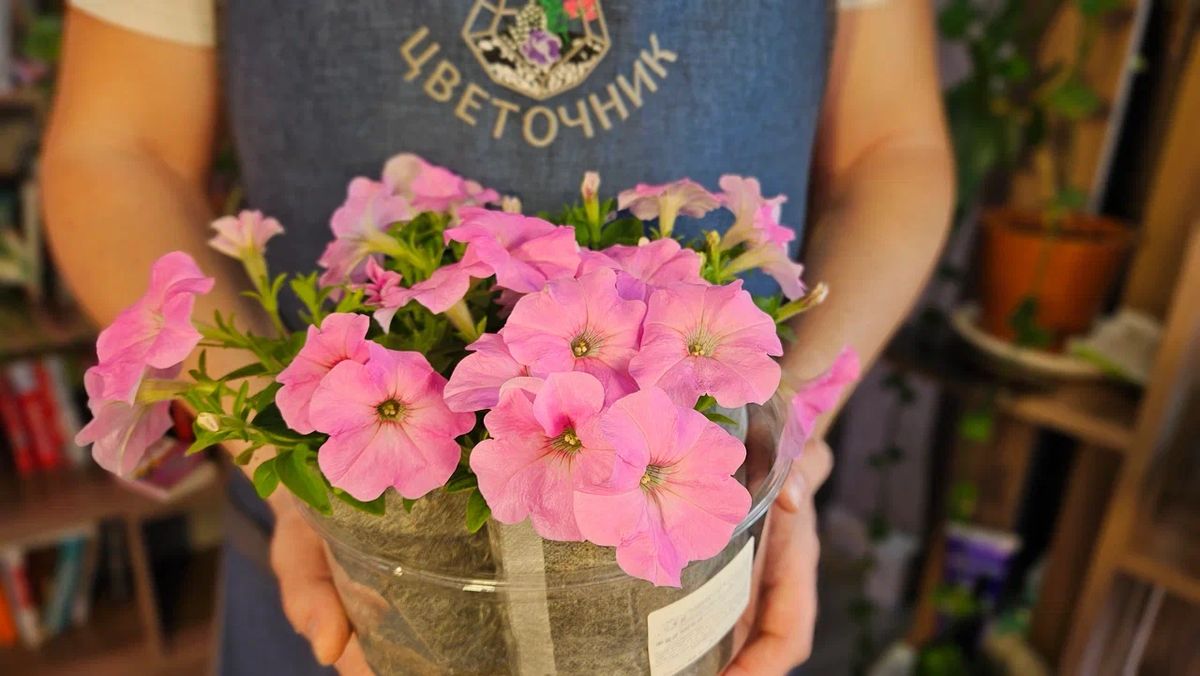 ������� �������� ��������� �������: ��� ������� ��������� ����������� ��� ������ ������