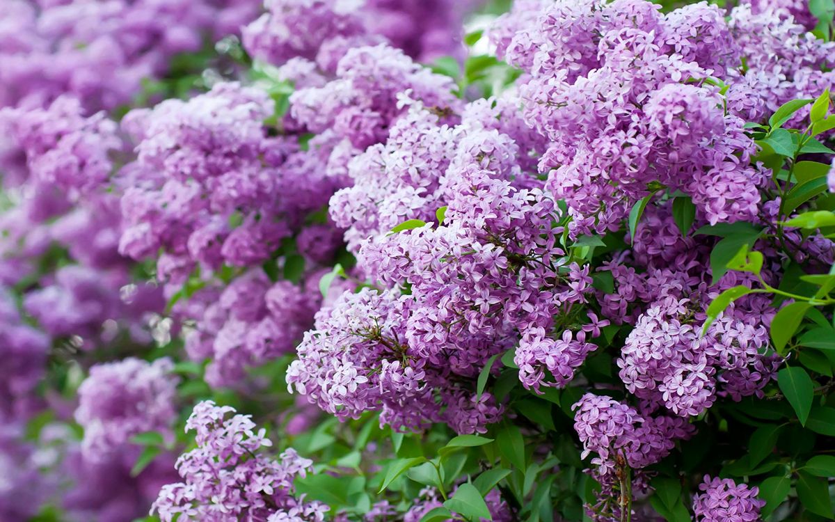 ������� ������� ������: ����� � ��� �������� ������� ��������