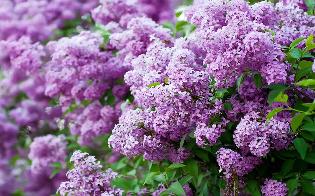 Секреты обрезки сирени: когда и как добиться пышного цветения