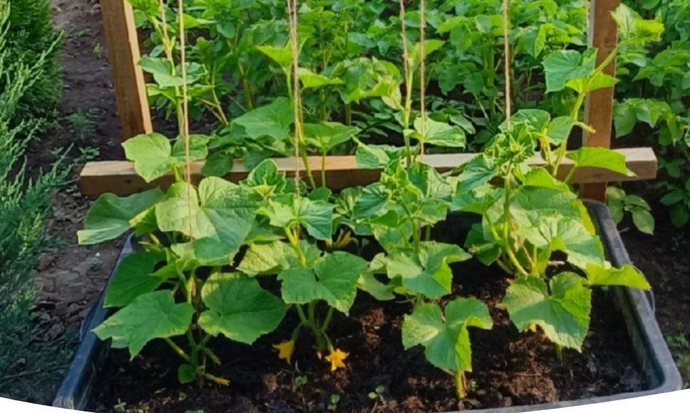 ����������� ������� � �����: ������� ��������� ������ ��� ������ �������