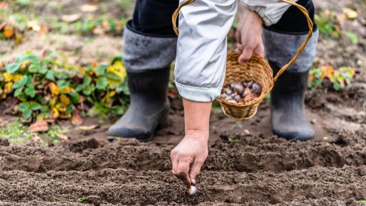 Как облегчить посадку чеснока: необычный метод для комфортной работы в огороде