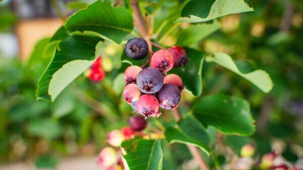 ����: ������������ ����� � ���������� ����������� � ���������� ����