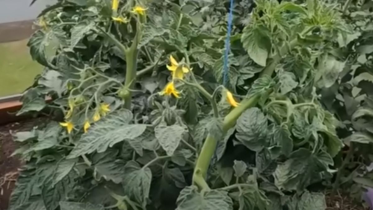 ������� ��������� ����������� ������� � ��������