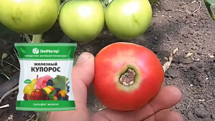 ��� �������� ��������� ����� �� �������: ������� ��������� ������