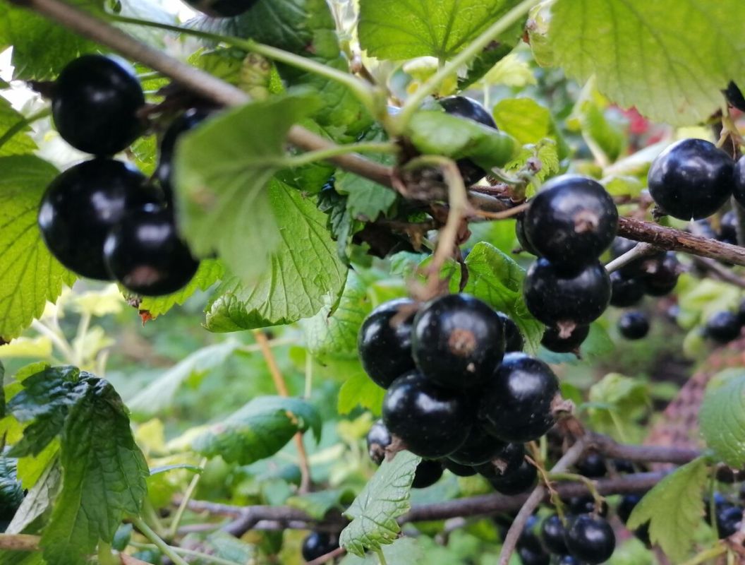 ����������� ������ ���������: ��� ���������� � �������� �������