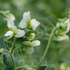 Секреты успешной подкормки гороха для богатого урожая