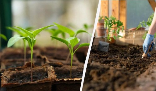 Как без проблем вырастить рассаду перца: секреты успешной посевной без пикировки