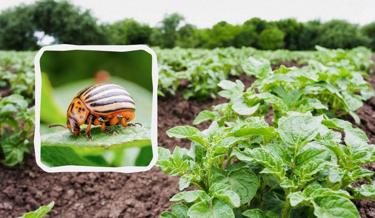 ��� �������� ��������� �� ������������ ����: ������� �������� �����������