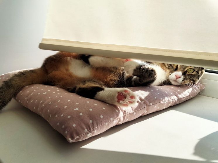 ��� ������� ��������� ��� ����������� ������������: ������ �� �����