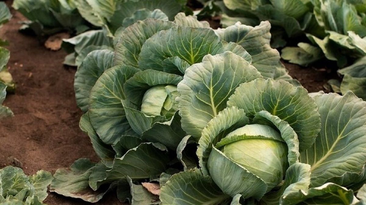 7 ������� ����� � ������� ������� �������