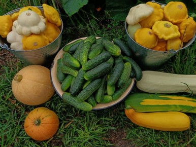 Осенние дары: как сэкономить на еде благодаря изобилию овощей и фруктов