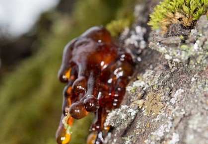 Как эффективно удалить смолу с одежды и рук: простые и действенные методы