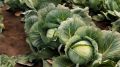 7 простых шагов к крепкой рассаде капусты