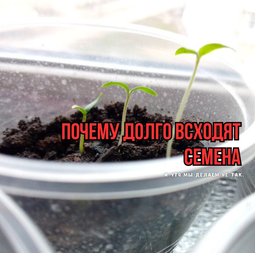 Секреты успешной рассады: три распространенные ошибки, которые стоит избегать