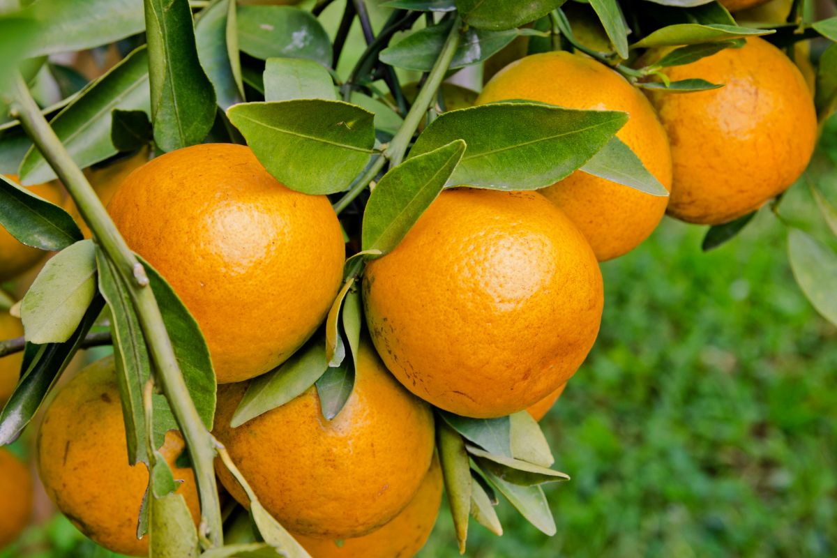 ������ ������������� ����� ������� � ������ � �������� �������� ����������