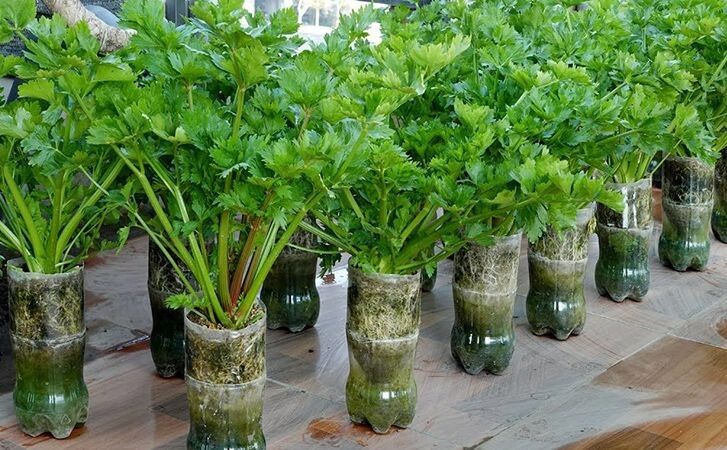 ��� ��������� ��������� ����� � ���� ����: ������ ��� �������������� ������