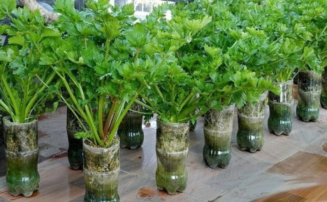 ��� ��������� ��������� ����� � ���� ����: ������ ��� �������������� ������