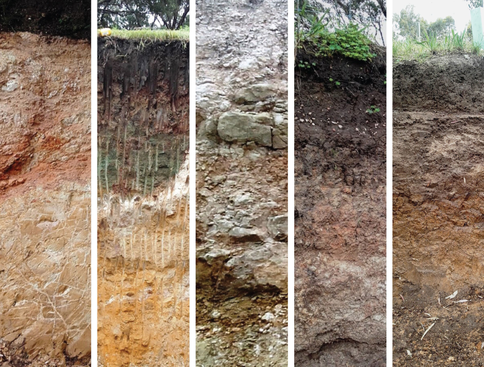 Как породы влияют на характер вина: осадочные, магматические и метаморфические