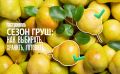 Груши: секреты выбора, хранения и кулинарных шедевров