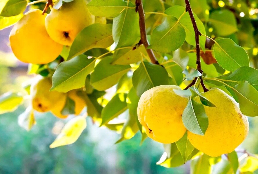 Ароматная айва: три уникальных рецепта варенья