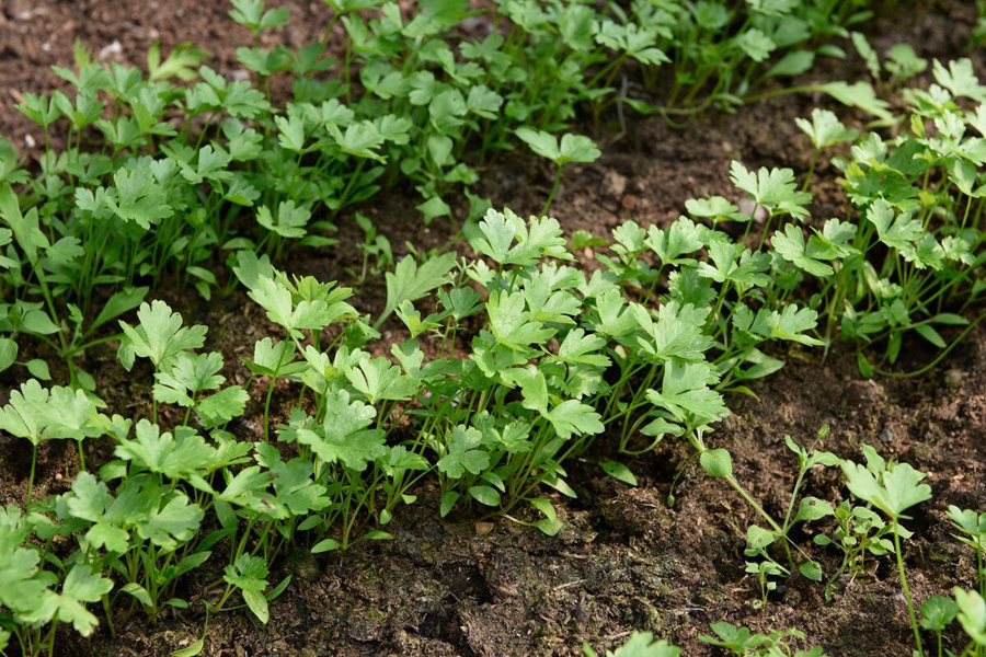 Как за обычную петрушку можно получить серьезный штраф