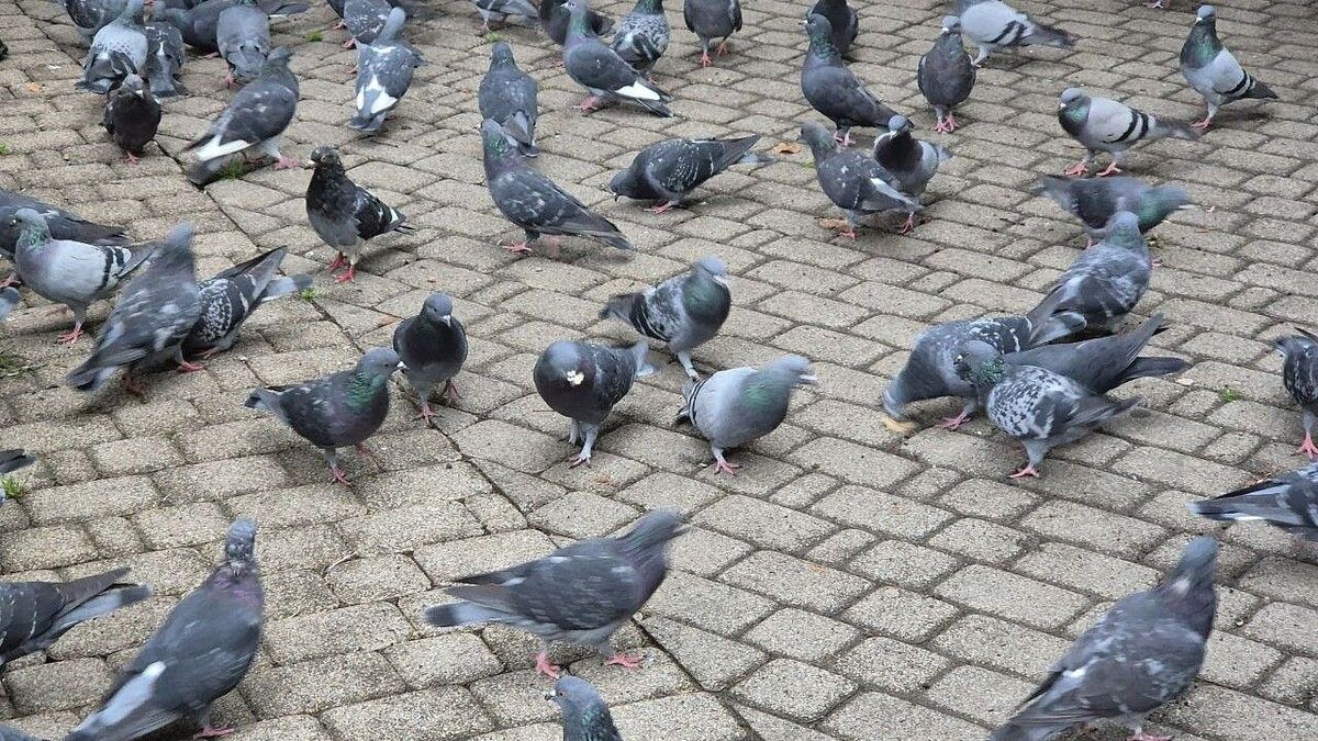 � ������� �������� �������� ��-�� ������ ���� ��������