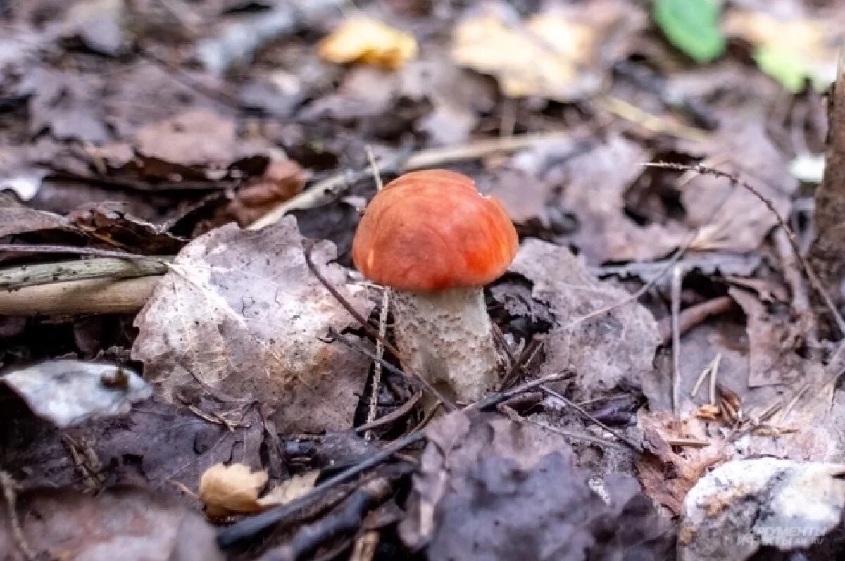 Тайные места для грибных находок в Нижегородской области
