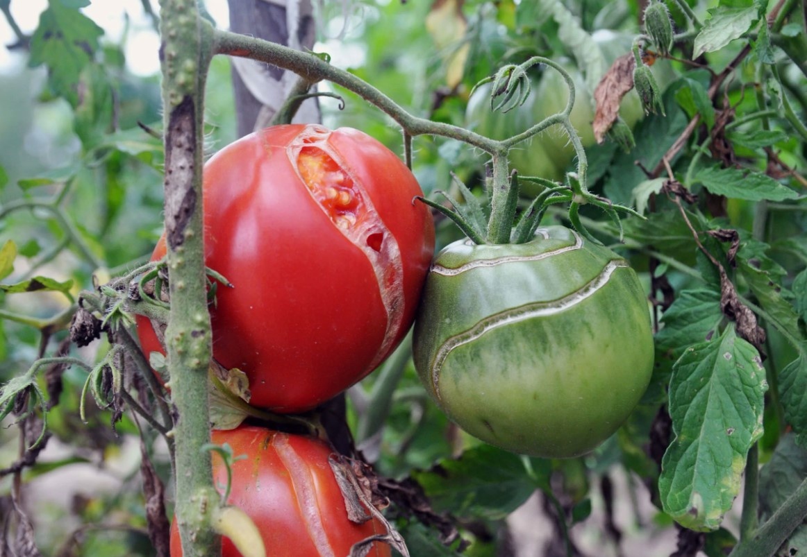 Причины трещин на томатах