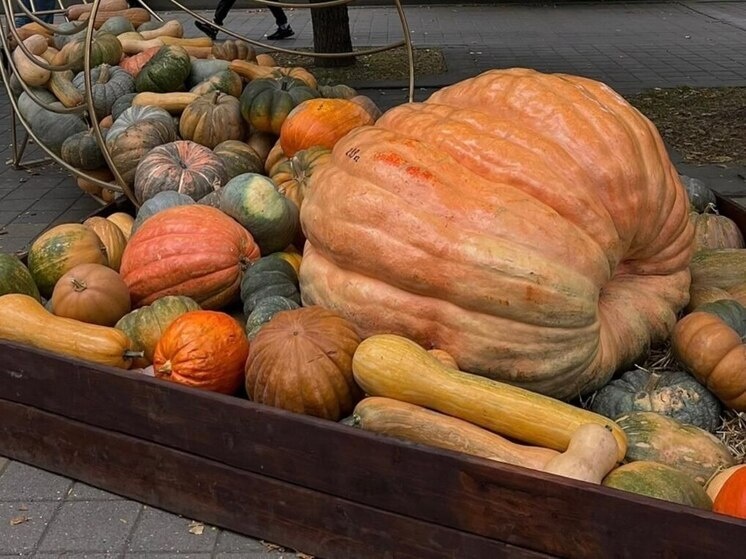 В Предгорье собрали рекордный урожай тыквы: праздник в поддержку военных