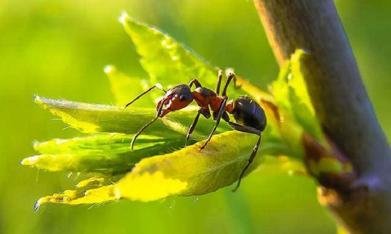 Успешная борьба с муравьями: деревенские секреты избавления от вредителей