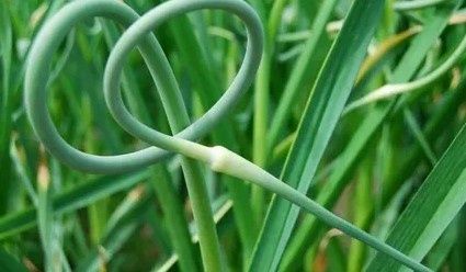 ��������� �������: ������������ ������� � �������� ��������