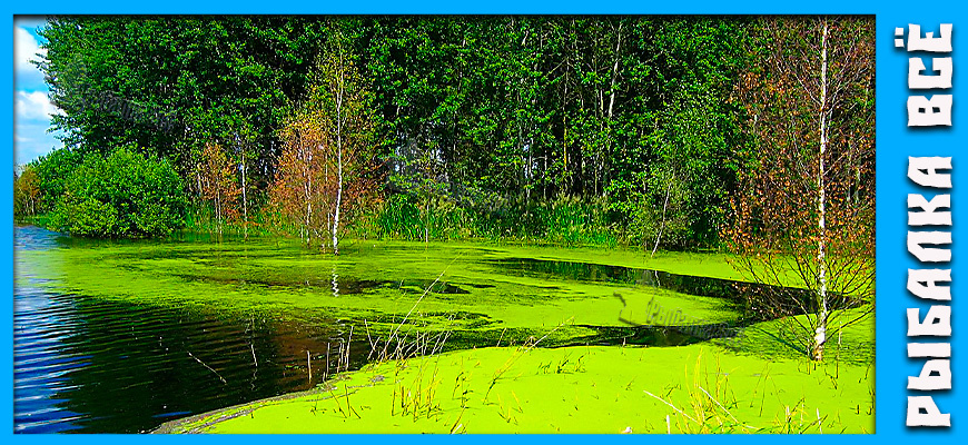 Как избавиться от запаха тины: 8 простых способов для идеальной рыбы