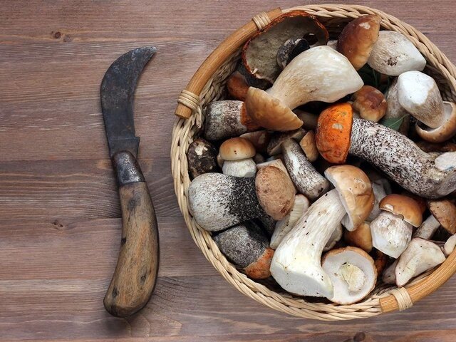 Грибной бум: осенние опята и польские грибы продолжают радовать любителей «тихой охоты»