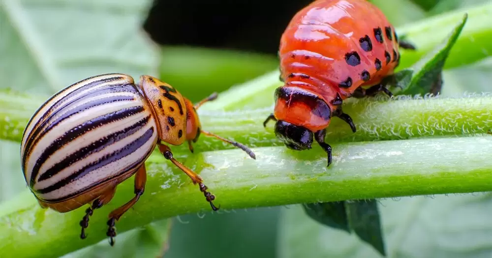 Как душистый табак может спасти ваш огород от колорадского жука