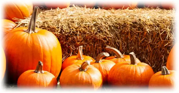 Как правильно хранить тыкву: советы и секреты