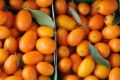Почему кумкват — самый миниатюрный фрукт среди цитрусовых