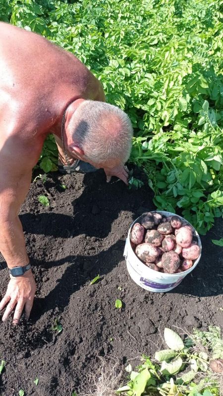 Как бабушка Ирина и дед Петрович зарабатывают на картошке в деревне