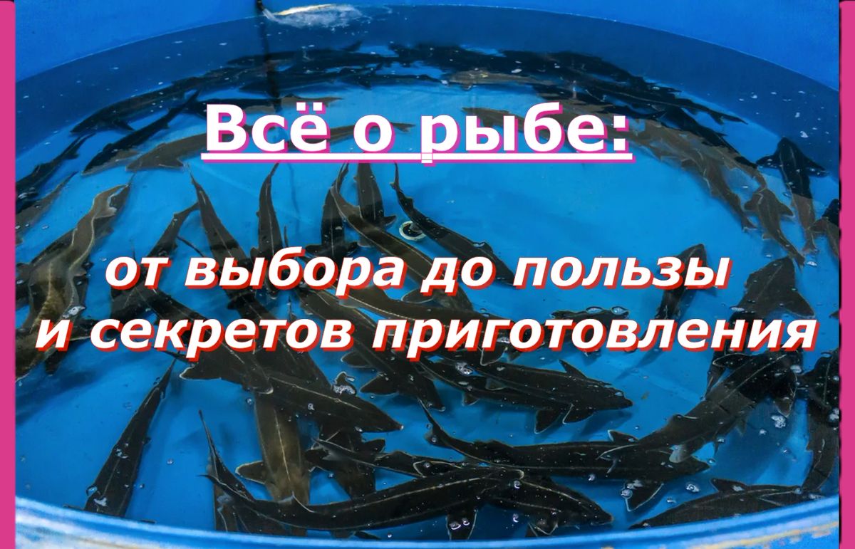 Чудеса рыбы: советы по выбору, хранению и кулинарии